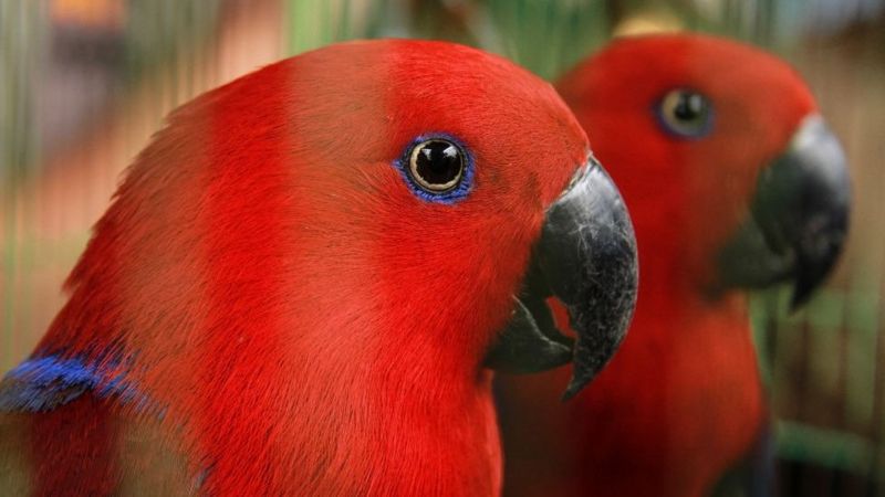 Burung nuri paruh hitam termasuk satwa yangn dilindungi. Foto: Getty Images