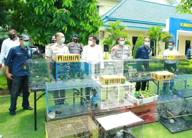 Polisi menunjukkan barang bukti ratusan burung selundupan asal Banjarmasin, Senin (23/11/2020).(Foto: iNews.id/ihya` ulumuddin)