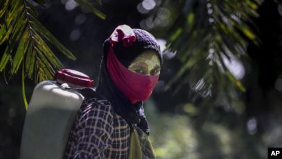 Seorang pekerja perempuan tengah menggendong alat penyemprot pestisida di punggungnya di perkebunan kelapa sawit di Sumatera, 8 September 2018. Beberapa pekerja menggunakan pasta kuning yang terbuat dari bubuk beras dan akar lokal sebagai tabir surya. (Foto: AP / Binsar Bakkara)