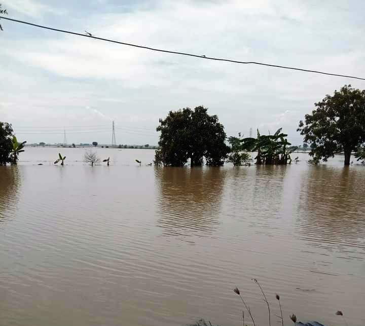 Banjir  yang menggenangi tanaman padi milik para petani di dua desa Selasa (05/1/2021). (Taryani)