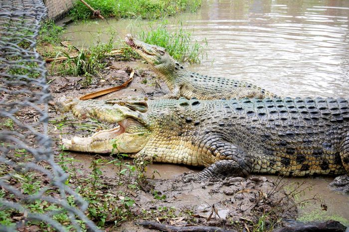 Krakatau, buaya jantan berukuran 5 meter dengan berat 800 kilogram, tidak `kawin` dengan pacar barunya Madonna pada musim kawin kali ini.  (ABC North Queensland: Chloe Chomicki)