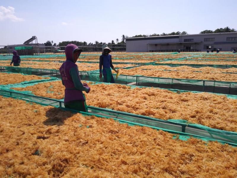 Pengolahan rumput laut di Makassar. (Foto:Istimewa)