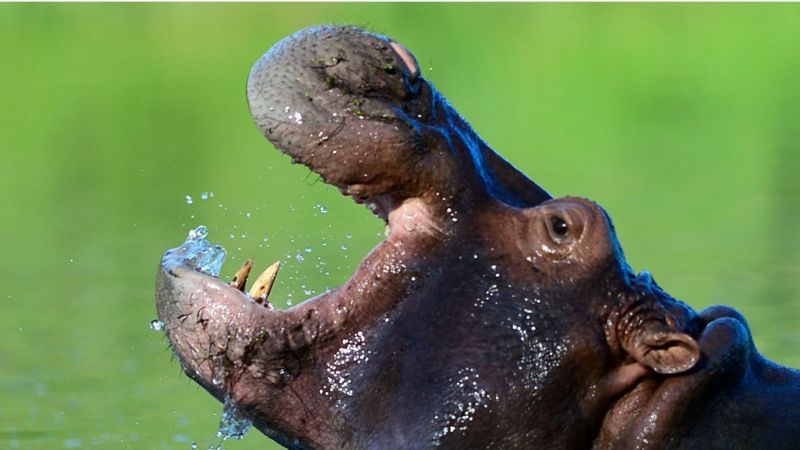 Empat ekor kuda nil yang dibawa Pablo Escobar ke kebun binatang pribadinya telah berkembang biak secara mengkhawatirkan sampai menyerbu saluran-saluran air di Kolombia.