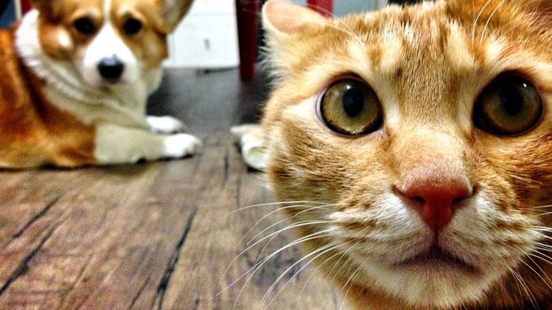 Kucing dan anjing peliharaan di ibu kota Korea Selatan akan diuji Covid-19 jika menunjukkan gejala. (FOTO: GETTY IMAGES)