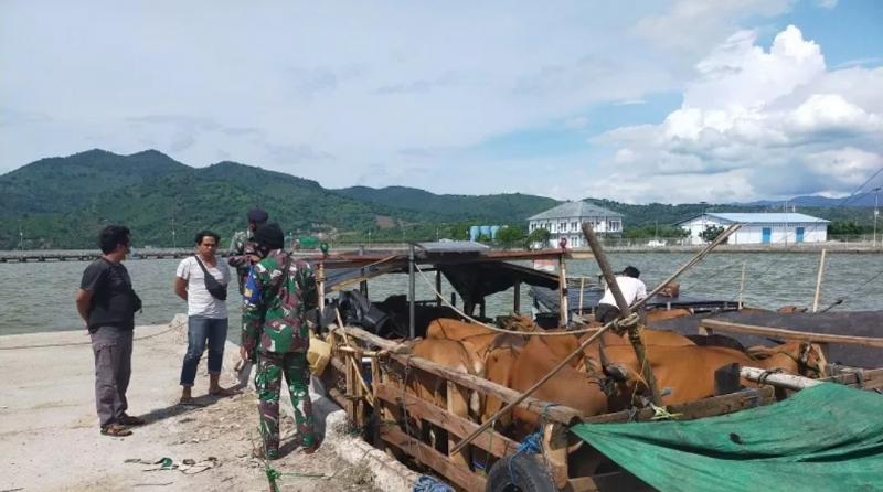 Dua kapal yang membawa muatan 92 ekor sapi ilegal dari Flores, Nusa Tenggara Timur (NTT), tujuan Kota Bima, NTB, diamankan anggota TNI AL. 