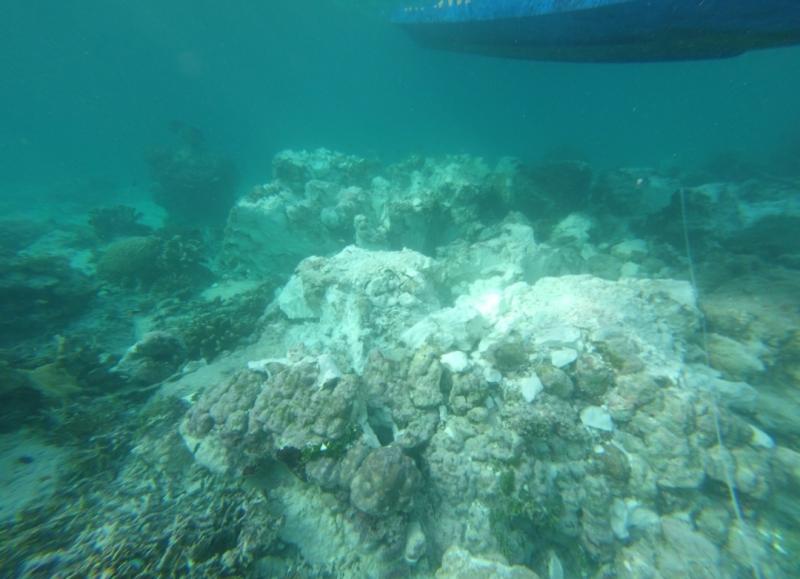 Luas kerusakan terumbu karang diperkirakan mencapai 230 meter persegi. (Istimewa)