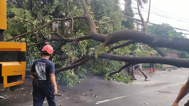 Pohon tumbang menghadang jalan.