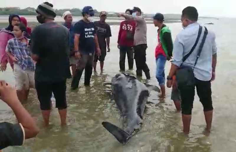 Kementerian Kelautan dan Perikanan (KKP) melalui Balai Pengelolaan Sumberdaya Pesisir dan Laut (BPSPL) Denpasar, Direktorat Jenderal Pengelolaan Ruang Laut (DJPRL) tengah melakukan penanganan terhadap paus pilot terdampar yang diduga akibat salah arah belok di Pantai Modung, Desa Pangpajung, Kecamatan Modung, Kabupaten Bangkalan, Madura, Jawa Timur.