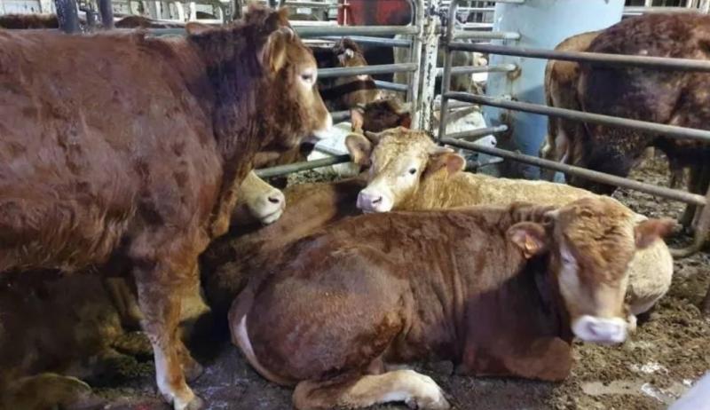 Ratusan ekor sapi dari Spanyol terancam dibunuh setelah terombang-ambing 2 bulan di laut. (Istimewa)