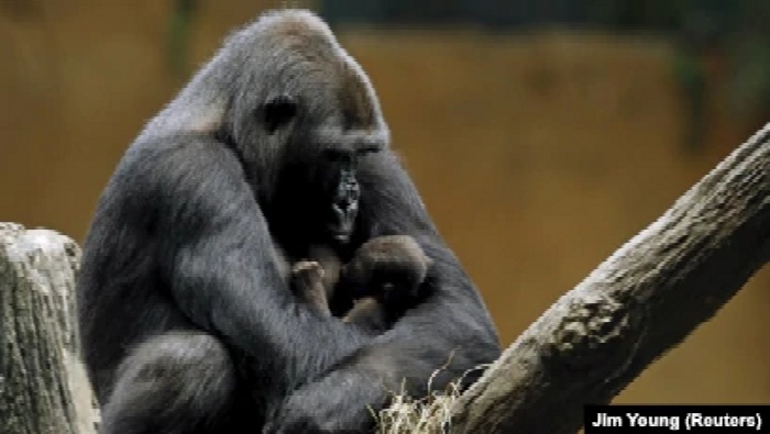 Gorila dataran rendah barat Kamba menggendong putranya yang berusia satu hari, Zachary di Kebun Binatang Brookfield di Brookfield, Illinois, Amerika Serikat, 24 September 2015, sebagai ilustrasi. (Foto: REUTERS/Jim Young)