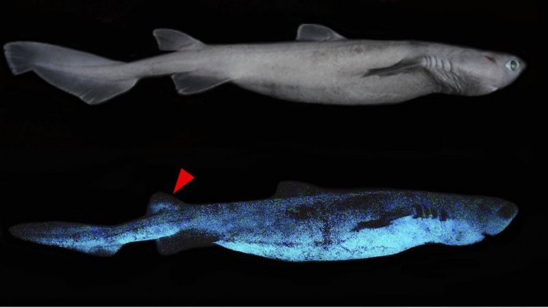 Para peneliti menduga bagian bawah hiu yang bercahaya dapat membantu mereka bersembunyi dari predator atau ancaman lain yang berada di bawah mereka. (MALLEFET, STEVENS AND DUCHATELET)