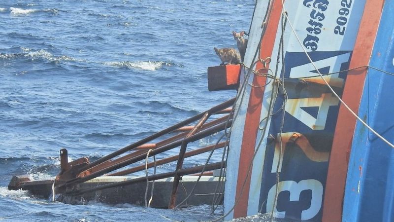Awak kapal sudah meninggalkan kapal, tetapi anggota Angkatan Laut menemukan kucing-kucing itu saat memeriksa tumpahan minyak. (FOTO:REUTERS)