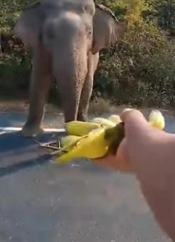 Gajah di Thailand hentikan truk pembawa tebu karena kelaparan. Foto: YouTube/Viral Press)