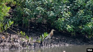 Salah satu jenis burung yang singgah di kawasan hutan mangrove Wonorejo, Surabaya (foto: VOA/Petrus Riski).