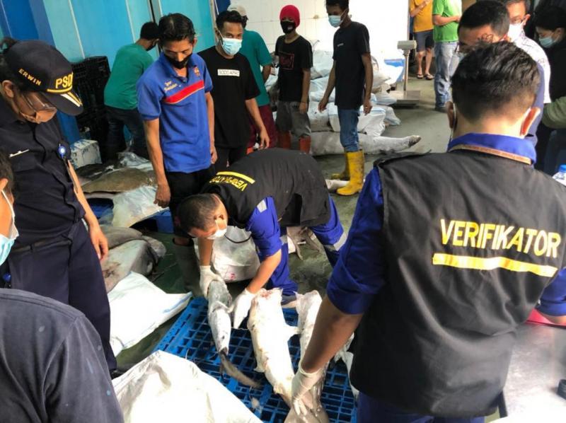 Kementerian Kelautan dan Perikanan (KKP) menyita sebanyak 374,5 kg ikan beku yakni hiu kikir, hiu martil, pari kikir dan pari liong bun beku. Foto: KKP