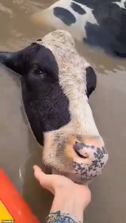 Seekor sapi ditemukan di Pantai Old Bar setelah terbawa arus sejauh 15 kilometer.