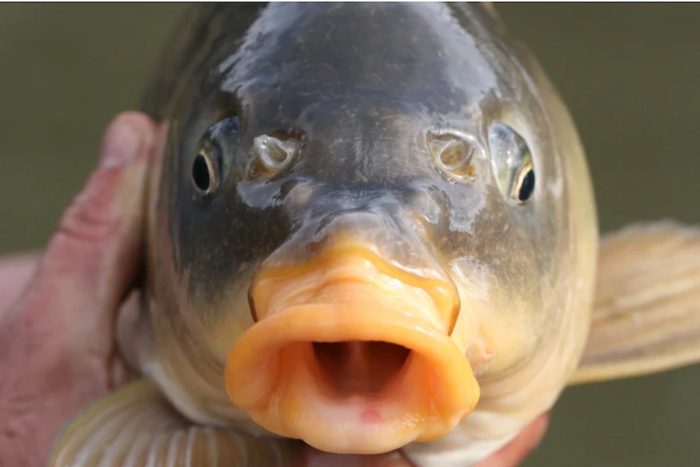 Ikan mas biasa ditemukan di 96 persen saluran air di pantai timur Australia.(Supplied: DELWP)