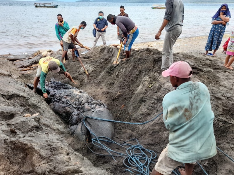 Proses evakuasi paus Orca yang mati akibat terdampar di perairan Banyuwangi. Foto: KKP
