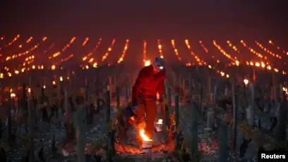 Seorang pekerja di perkebunan anggur di Chablis, Perancis, menyalakan lilin-lilin untuk melindungi tanaman anggur dari suhu udara beku. (Reuters).