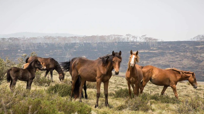 Untuk memulihkan vegetasi yang menjadi sumber makanan kuda liar di taman Kosciuszko National Park Australia, pihak berwenang mengusulkan pembasmian hewan ini dengan cara ditembak dari udara.(ABC News: Matt Roberts)
