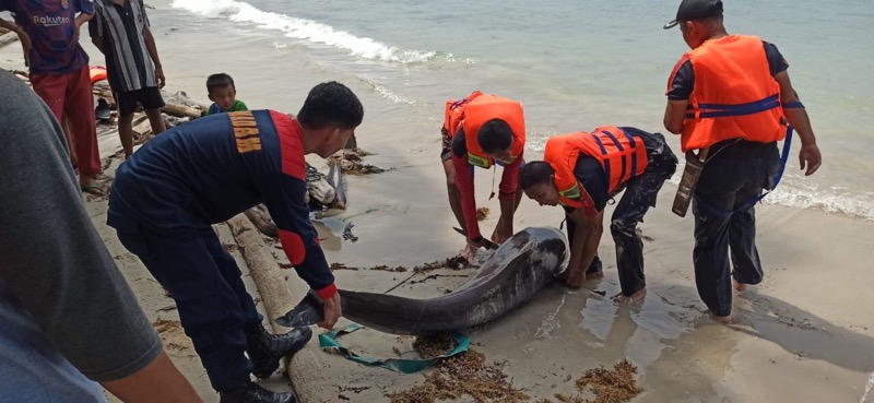 KKP kuburkan lumba-lumba yang terdampar. Foto: KKP