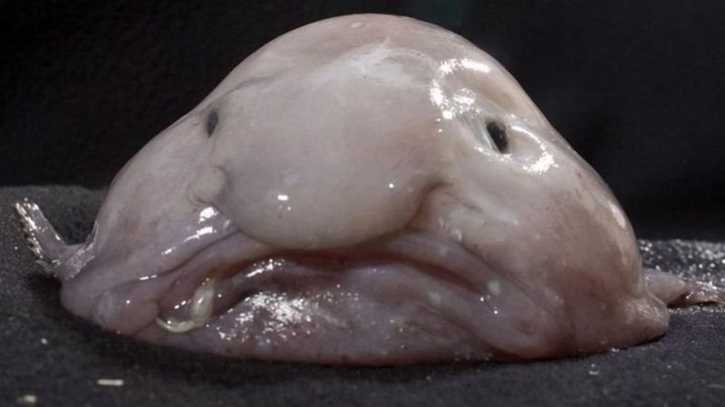 Blobfish sering dijadikan meme karena bentuknya. Namun tidak banyak yang diketahui soal ikan ini. (FOTOSHOT)