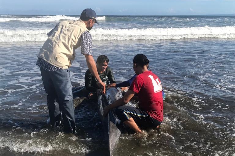 Evakuasi lumba-lumba yang terdampar di Pantai Banjar Tembles, Bali. Foto: KKP