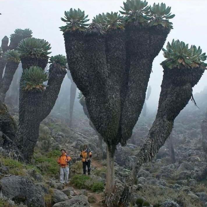 Giant Groundsels. Foto Twitter: Human Scale.