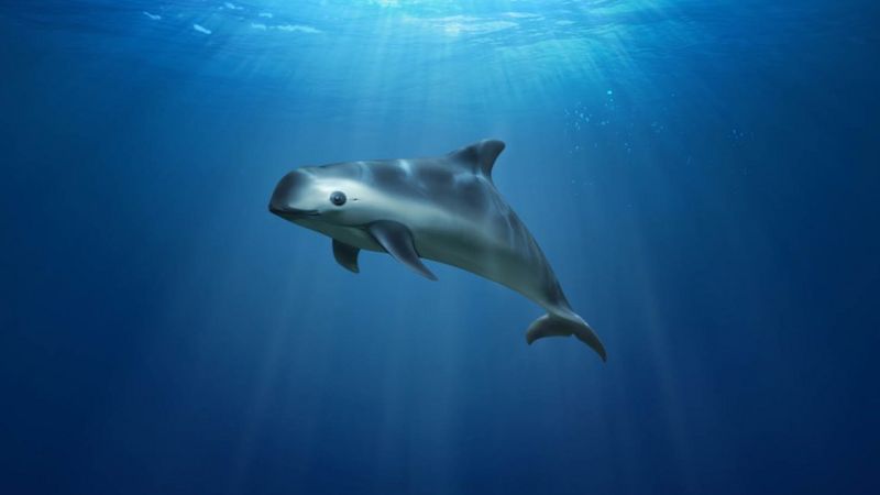 Ilustrasi vaquita, mamalia laut paling terancam punah di dunia.( GREENPEACE/MARCELO OTERO)