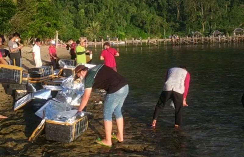 Pelepasan 134.990 ekor benih bening lobster atau benur di sekitar Pantai Manjuto, Desa Sungai Pinang, Kecamatan Koto XI Terusan, Kabupaten Pesisir Selatan, Provinsi Sumatera Barat. (Ist)