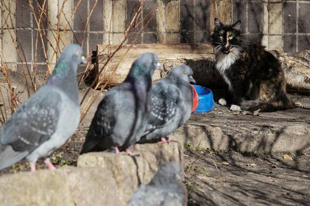 Otoritas Korut telah memerintahkan pemusnahan kucing dan merpati di daerah perbatasan karena kekhawatiran membawa virus Corona. Foto/Ist