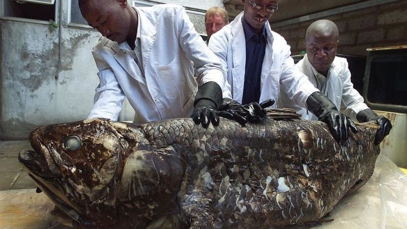 Ikan coelacanth dipamerkan di Museum Nasional Kenya pada tahun 2001. Foto: Getty Imegas