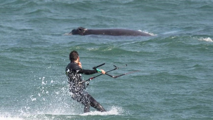 Seorang peselancar di pantai Christies Beach, Adelaide, ditangkap polisi karena berselancar terlalu dengan ikan paus yang dilindungi.(Supplied)