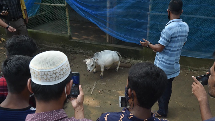 Pemilik Rani telah mengajukan permohonan ke Guinness Book of Records untuk menyatakannya sebagai sapi terkecil di dunia.(AFP: Munir Uz zaman )