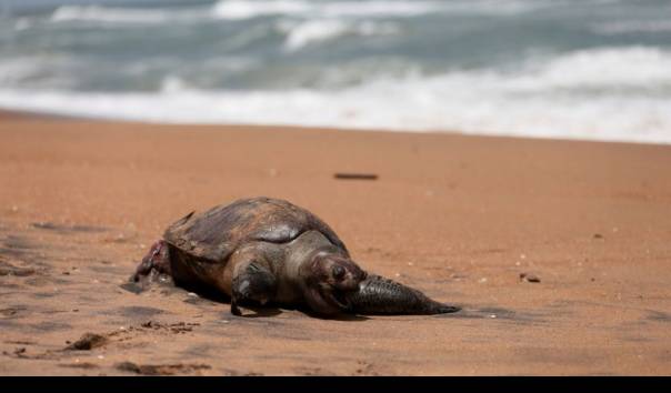 176 penyu, empat paus, dan 20 lumba-lumba telah mati dan terdampar di pantai Sri Lanka hingga Rabu (07/07/2021) akibat terbakarnya kapal kargo X-Press Pearl bulan Mei lalu di lepas pantai Sri Lanka (Sumber: Xinhua)