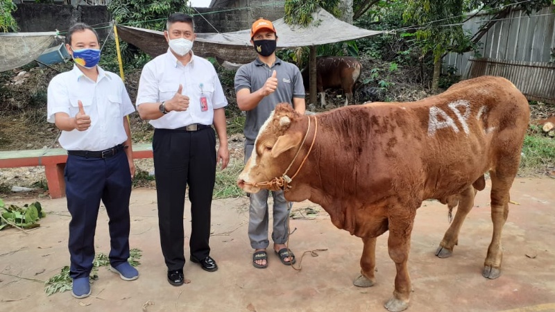 Penyaluran sapi kurban dari Bandara kelolaan Angkasa Pura II