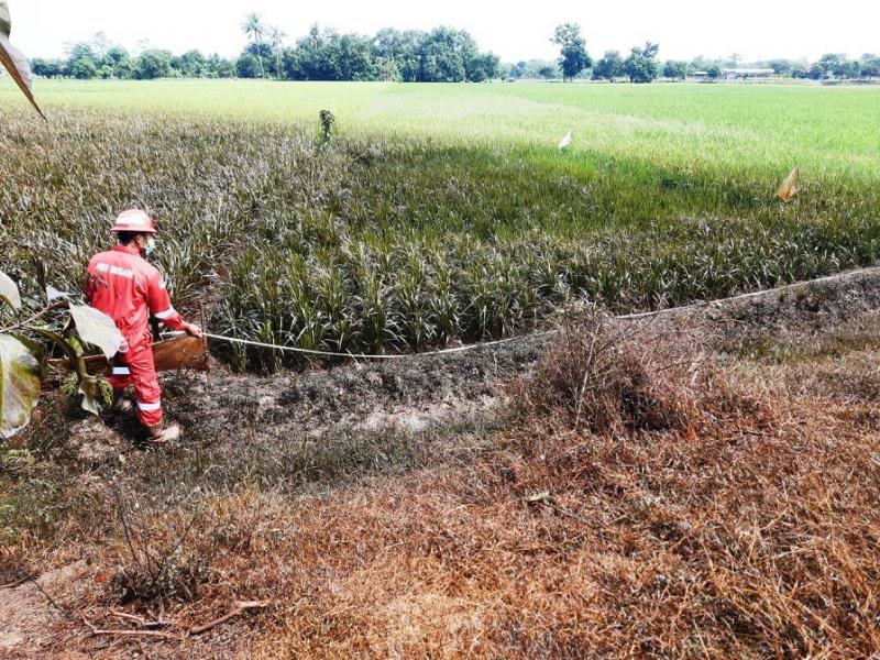 Petugas mengukur luas tanaman padi milik empat orang petani yang terdampak ceceran minyak di Blok Brungut. (Ist.)