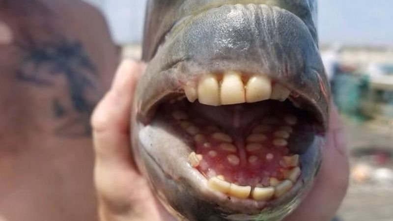  Ikan Sheephead dengan gigi menyerupa manusia. (JENNETTE`S PIER)