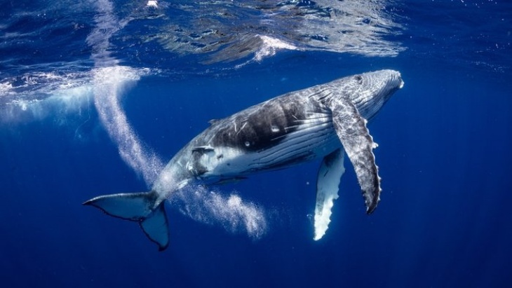 illustrasi Humpback whale. (Foto RTE)