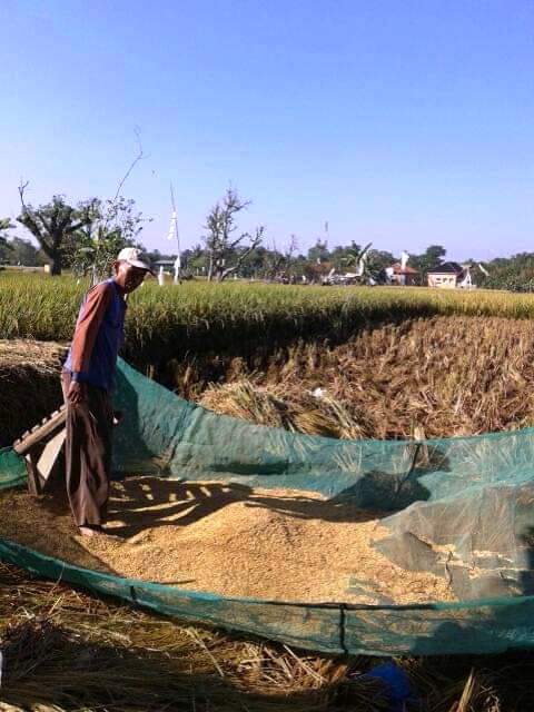 Para petani di Desa Telukagung tengah memanen padi. Masa panen tidak serempak menguntungkan para petani di Indramayu, Jawa Barat. (Taryani)