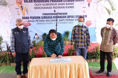 Pemda Provinsi Jabar bersama Koperasi Peternakan Susu Bandung Selatan (KPBS) menginisiasi pemanfaatan Dana Pensiun Lembaga Keuangan (DPLK) bank bjb untuk petani milenial sapi perah. (Ist.)