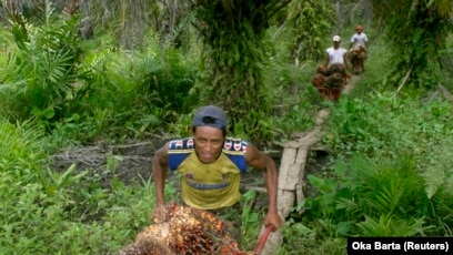 Pekerja mengumpulkan buah sawit dari kebun sawit di kawasan transmigrasi Arso, Papua, 19 April 2007. Foto: voaindonesia.com.