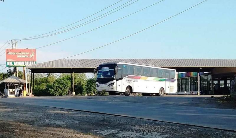 Armada bus Sinar Jaya tampak keluar halaman rumah makan Taman Selera di Desa Cikawung dekat pintu tol Cikedung, Indramayu, Jawa Barat. (Taryani)       