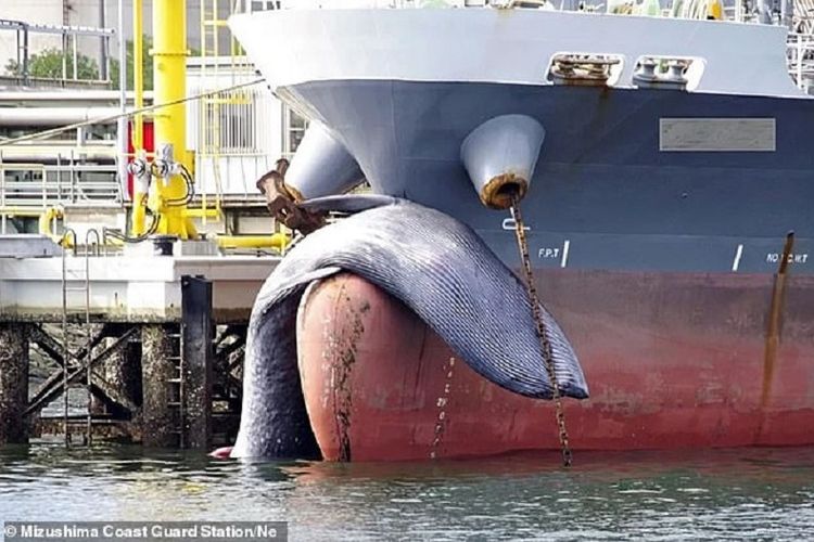 Gambar yng dirilis Penjaga Laut Mizushima, Jepang, memperlihatkan bangkai seekor paus yang tersangkut di haluan sebuah kapal tanker yang tengah berlabuh.(MIZUSHIMA COAST GUARD STATION/NE via Daily Mail)