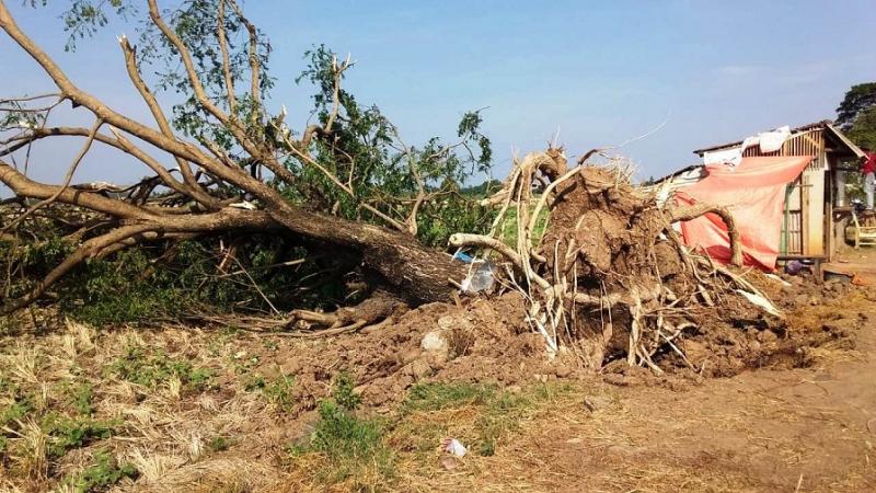 Pohon trembesi di tepi jalan raya Terisi-Kedokan Gabus tumbang setelah diterjang angin kencang disertai hujan deras yang terjadi pada Kamis (21/10/2021) sekitar pukul 17.47 WIB. (Taryani) 