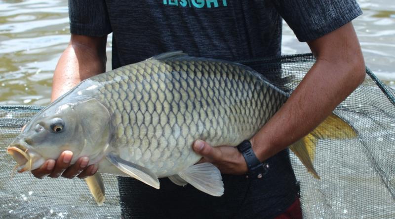 Ikan hasil budidaya. (Istimewa)