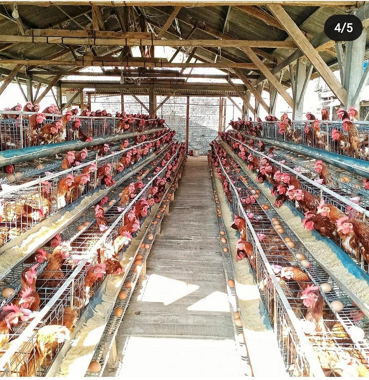 Ayam petelur di salah satu kandang ayam. (Ist.)