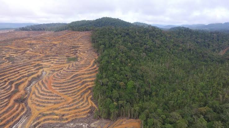 Sebuah studi, Rabu (10/11/2021), mengungkap kondisi bahwa deforestasi dan pemanasan global di Kalimantan Timur menyebabkan suhu di kawasan tersebut naik hampir satu derajat Celcius dalam 16 tahun terakhir. Foto: ist.