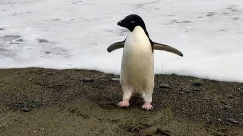 Pingu si penguin ditemukan sendirian di pantai Selandia Baru. Foto: bbcindonesia.com.