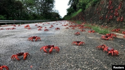 Kepiting merah bermigrasi melintasi jalan di Pulau Christmas, Australia. (Parks Australia via REUTERS)